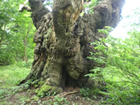 The Bere Oak