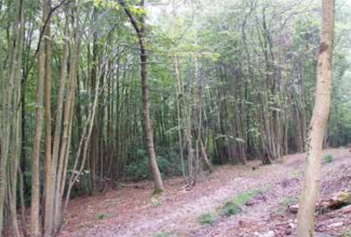 Lime trees at Hursley